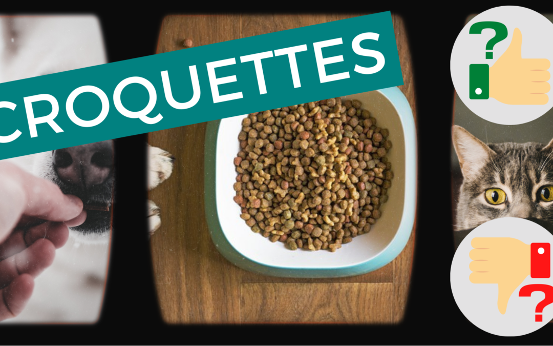 Croquettes chien/chat – Bon ou mauvais pour leur santé ?