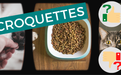 Croquettes chien/chat – Bon ou mauvais pour leur santé ?