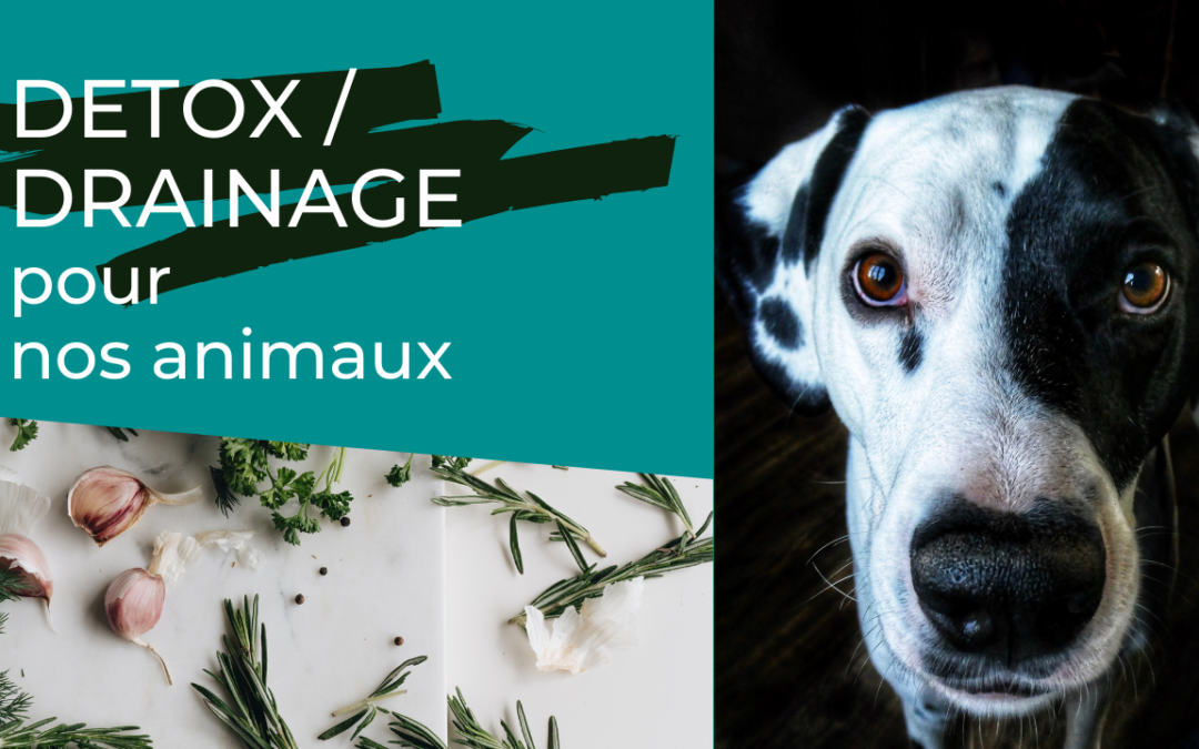 La détoxification pour nos animaux