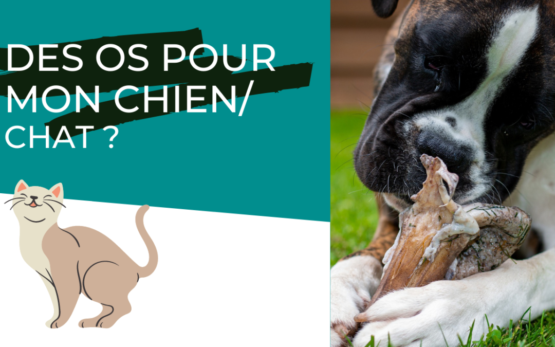 Donner des os à mon chien ou à mon chat ?