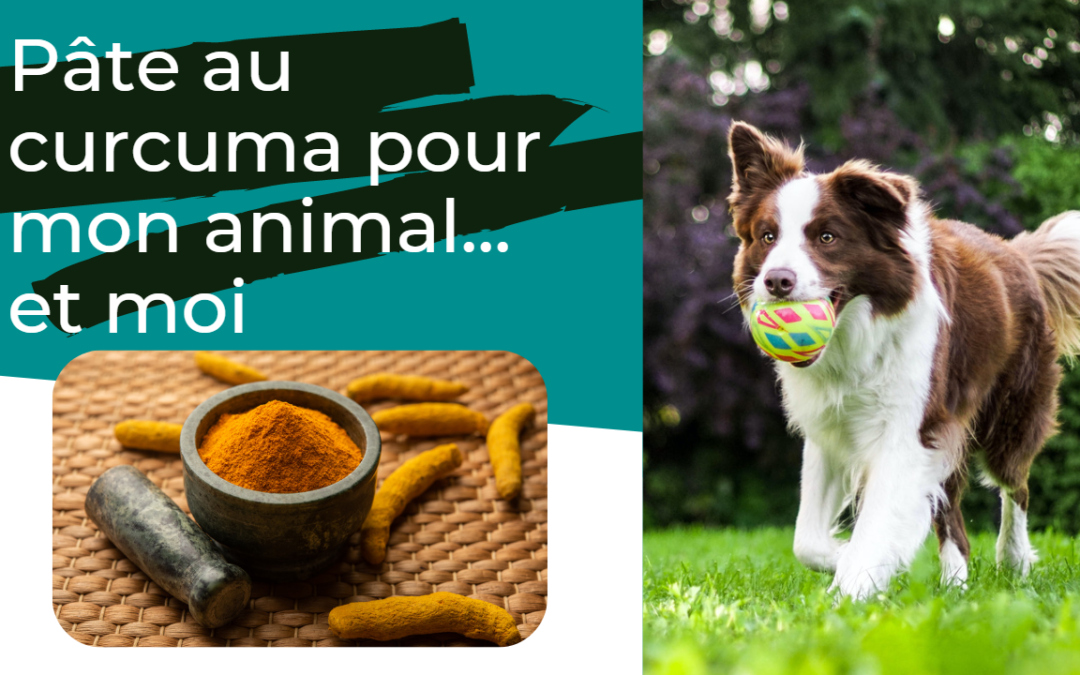 pâte curcuma chien chat cheval golden paste